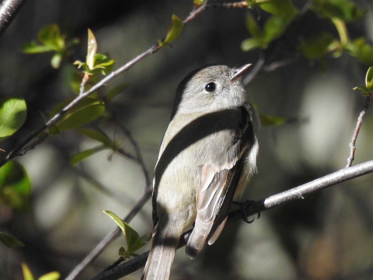 Dusky Flycatcher - ML644149849