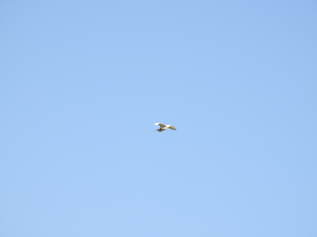Indian Pond-Heron - ML644149861