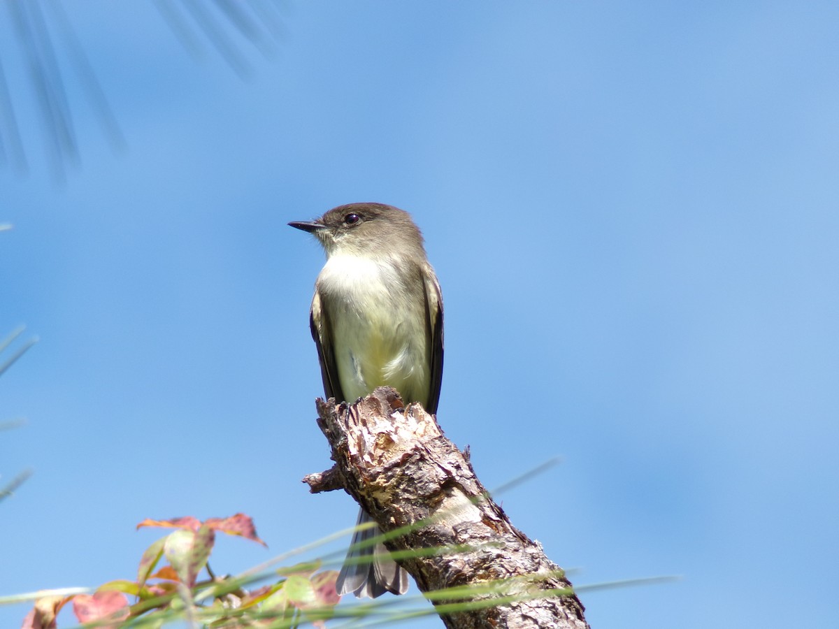 Eastern Phoebe - ML644149862