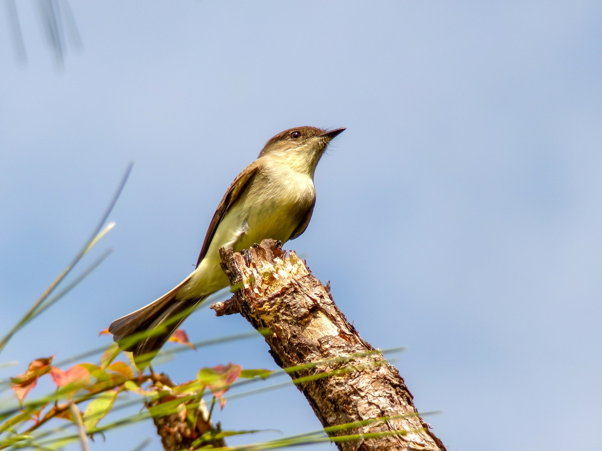 Eastern Phoebe - ML644149863