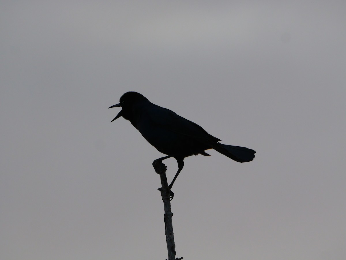 Boat-tailed Grackle - ML644149865