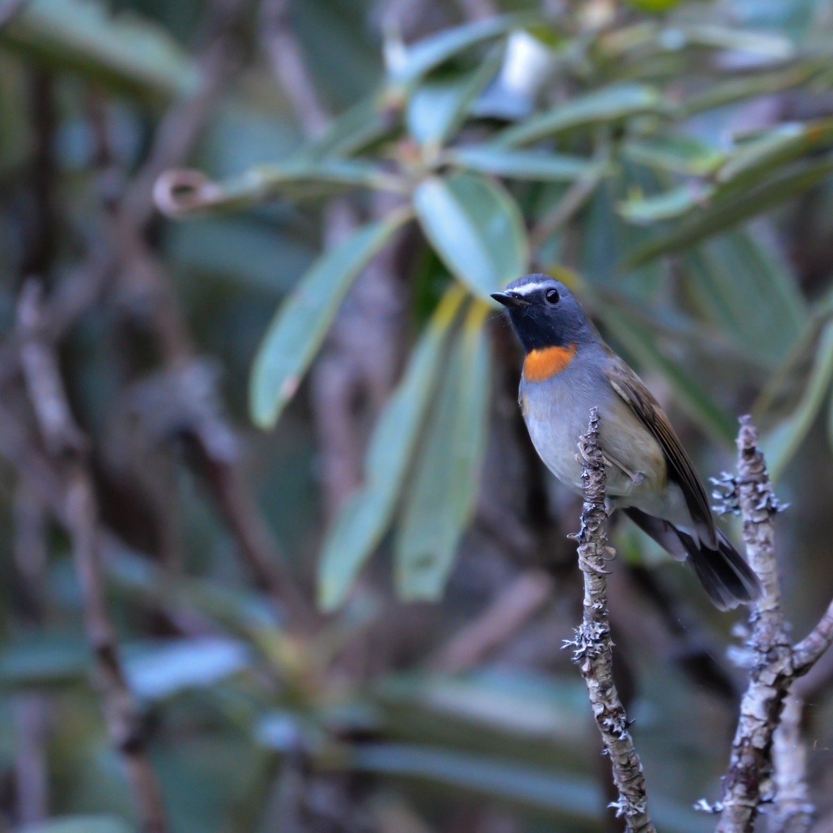 Rufous-gorgeted Flycatcher - ML644149875