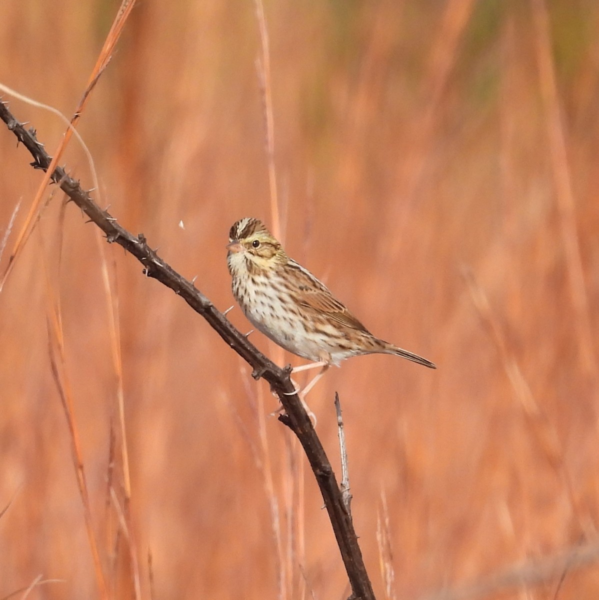 Savannah Sparrow - ML644149927
