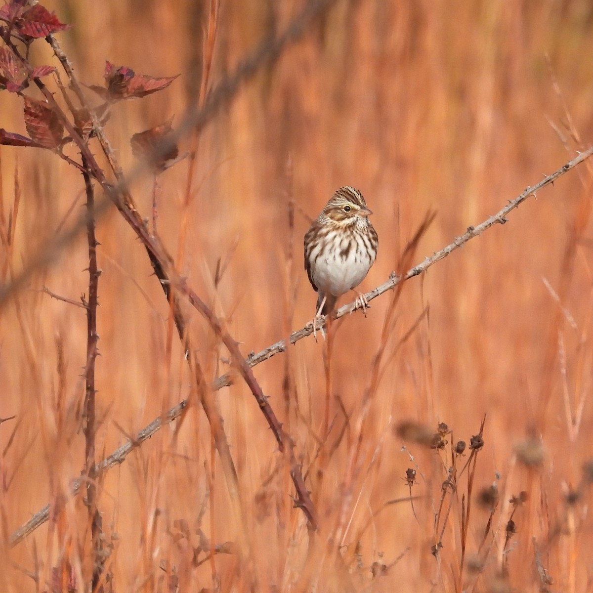 Savannah Sparrow - ML644149928
