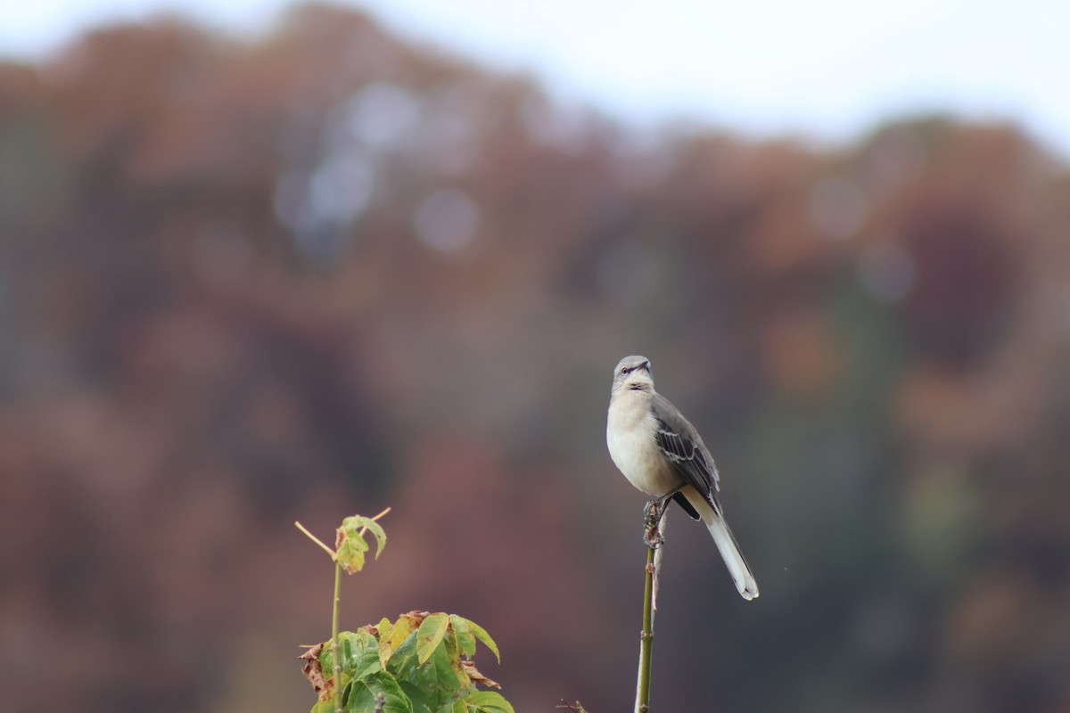 Northern Mockingbird - ML644149935