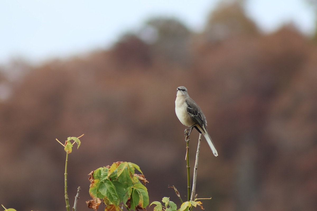 Northern Mockingbird - ML644149936