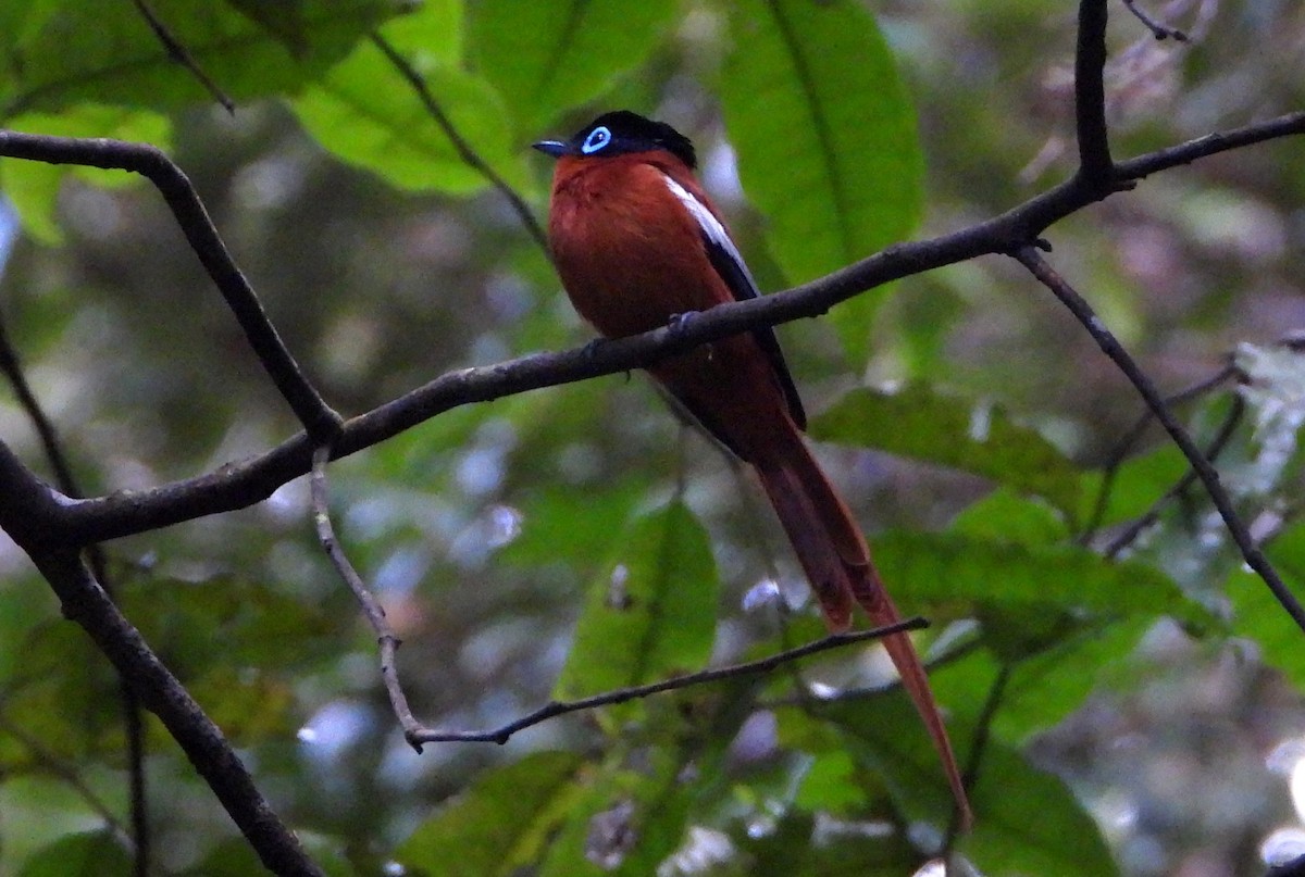 Tchitrec malgache - ML644149946