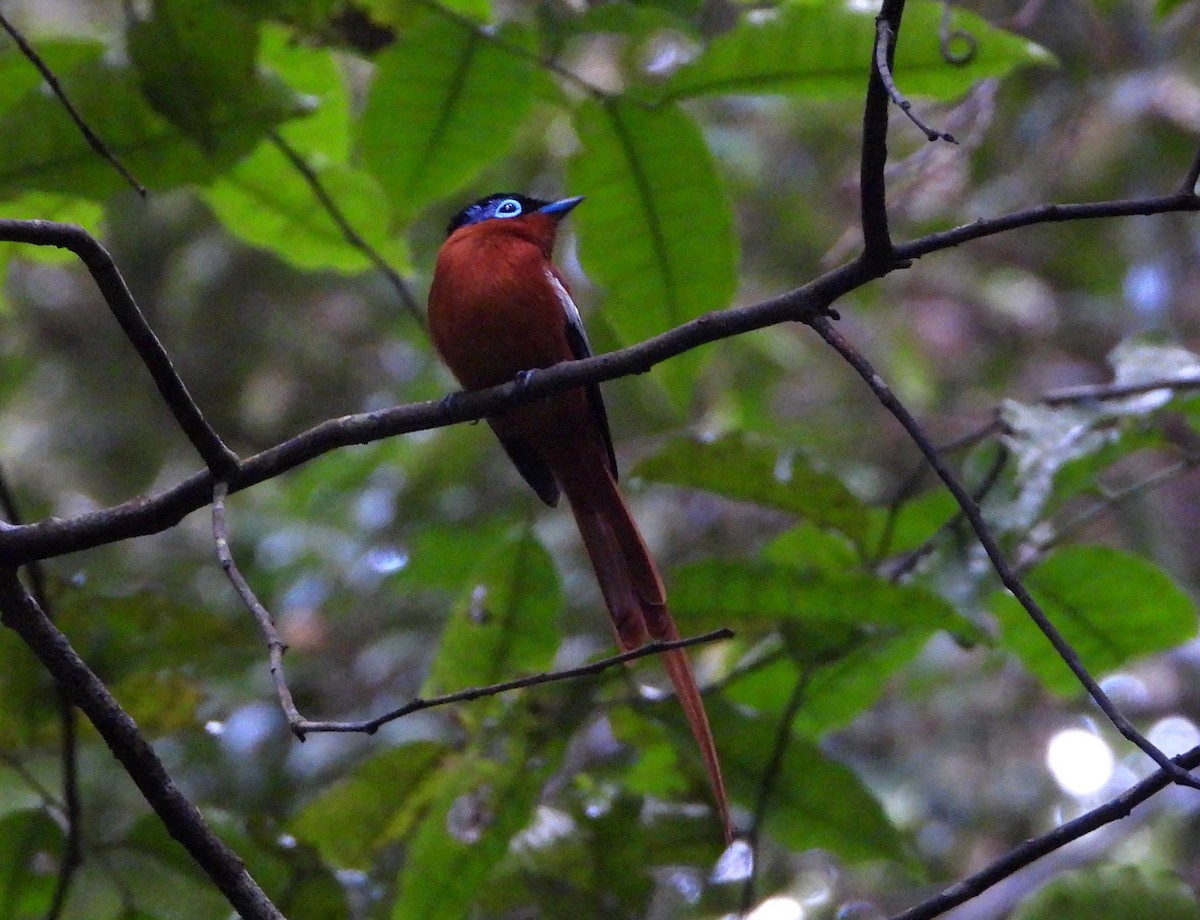 Tchitrec malgache - ML644149947