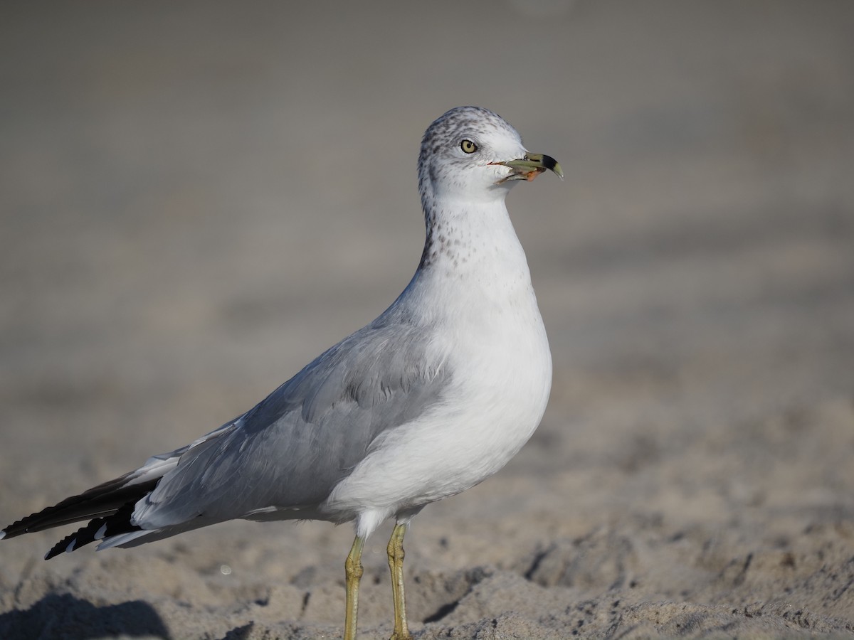 Ring-billed Gull - ML644149949