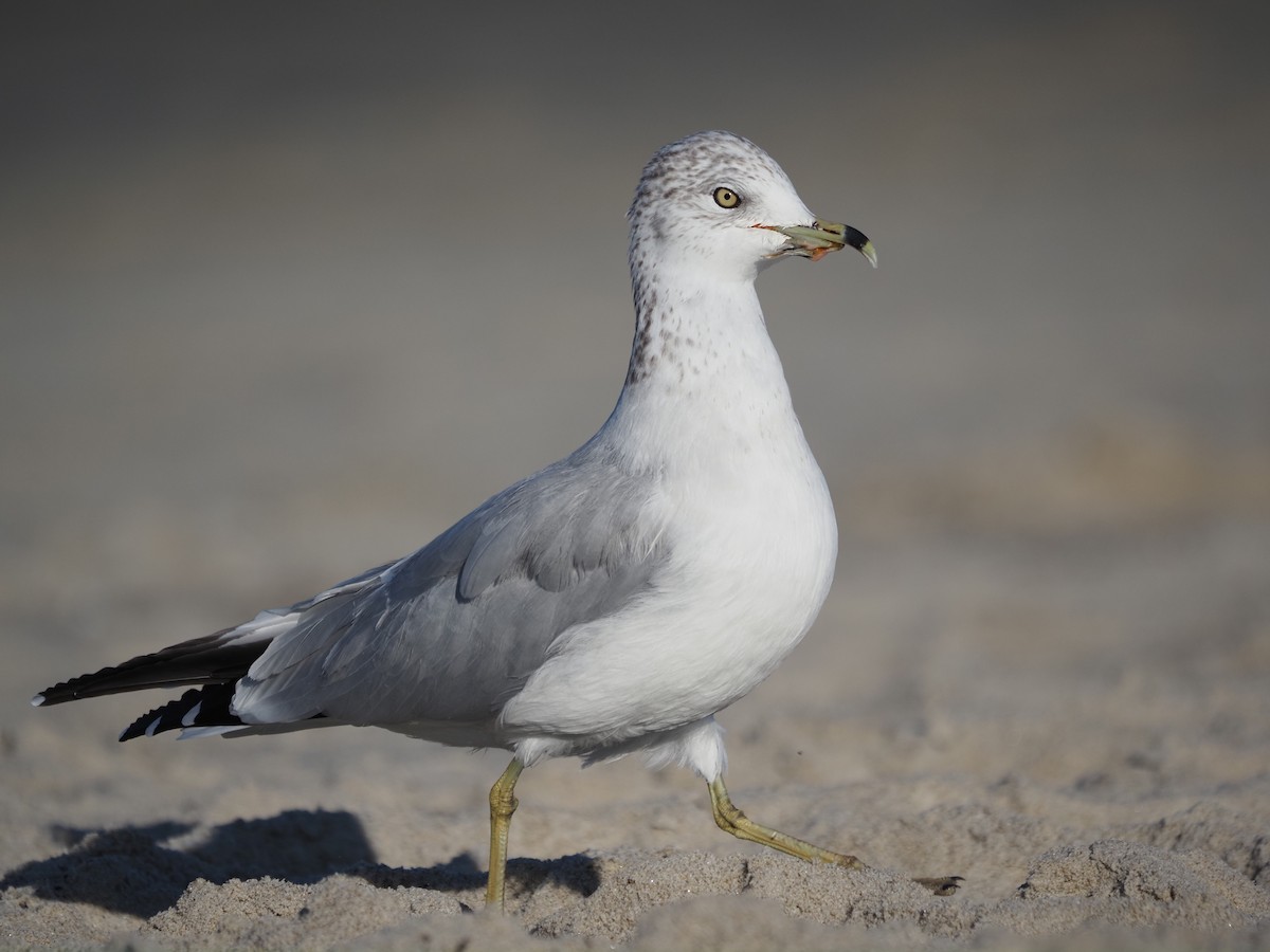 Ring-billed Gull - ML644149950