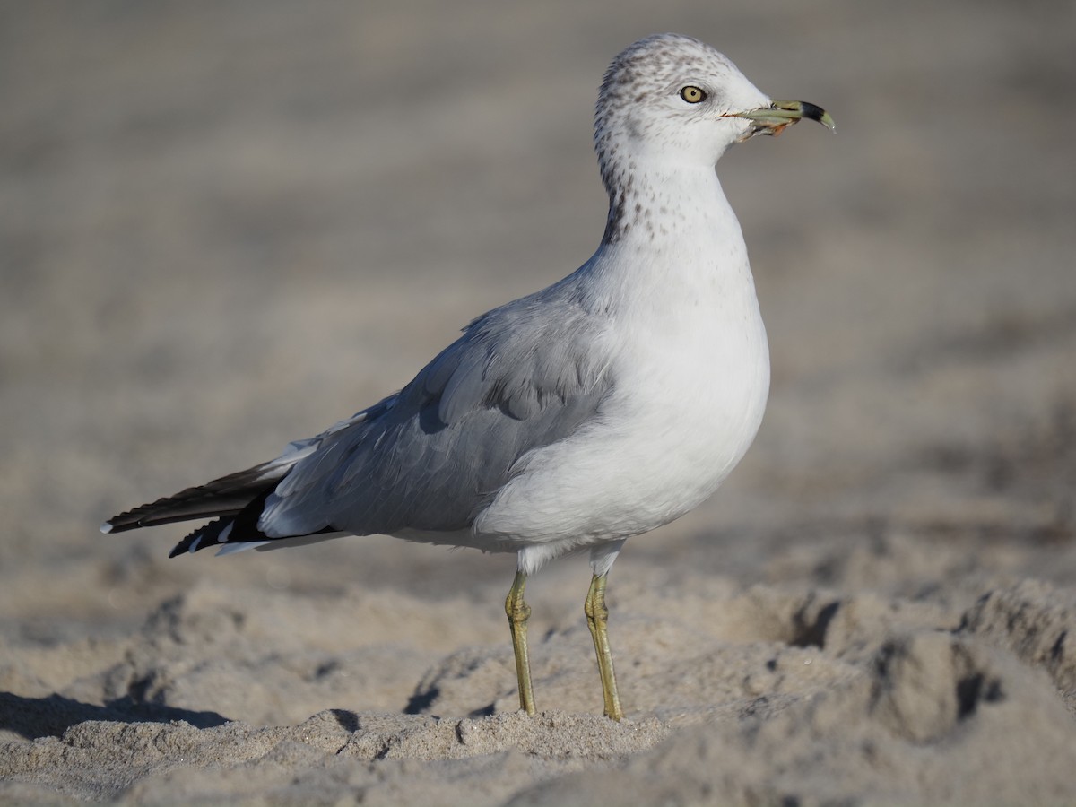 Ring-billed Gull - ML644149951