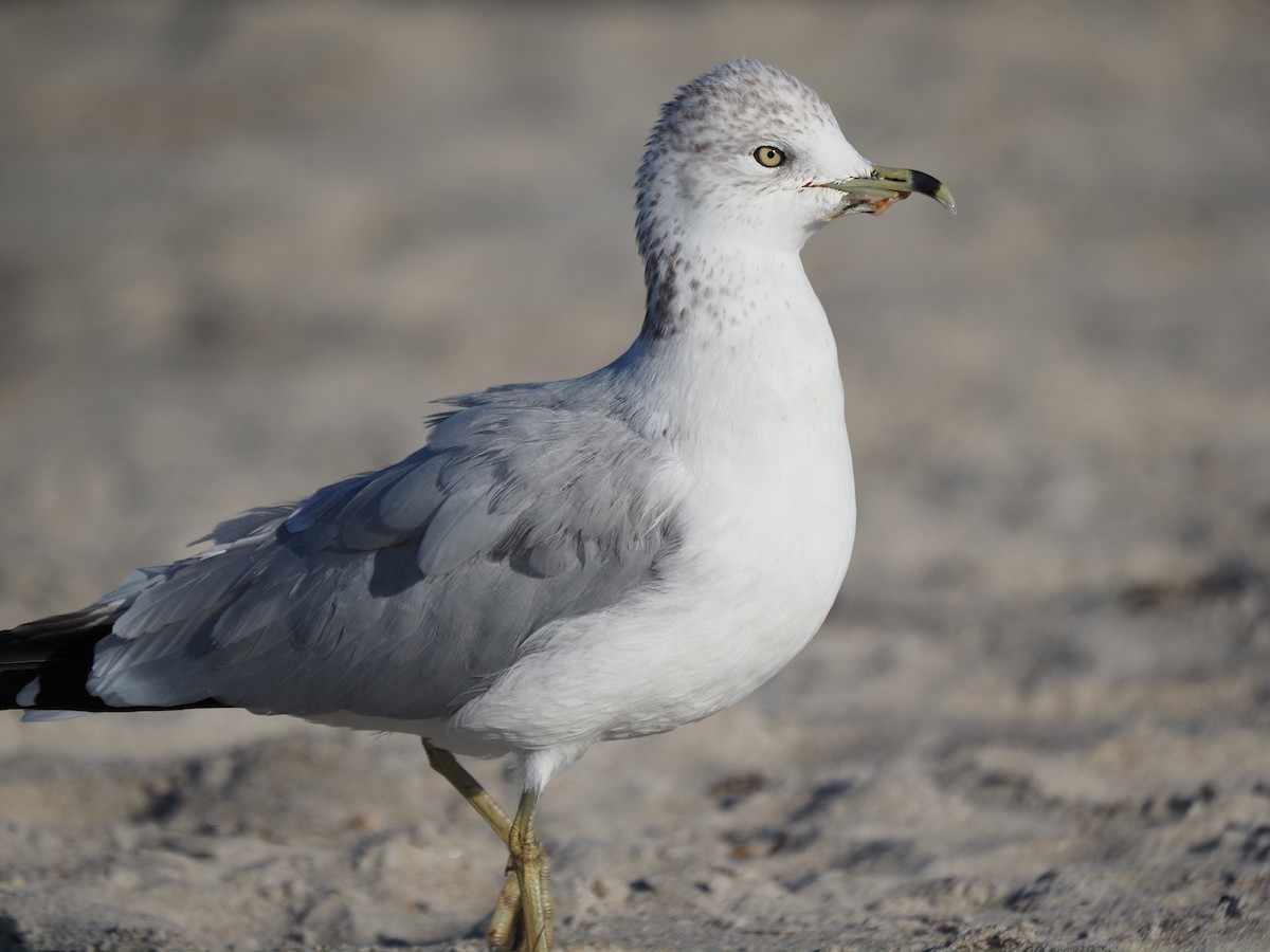 Ring-billed Gull - ML644149952