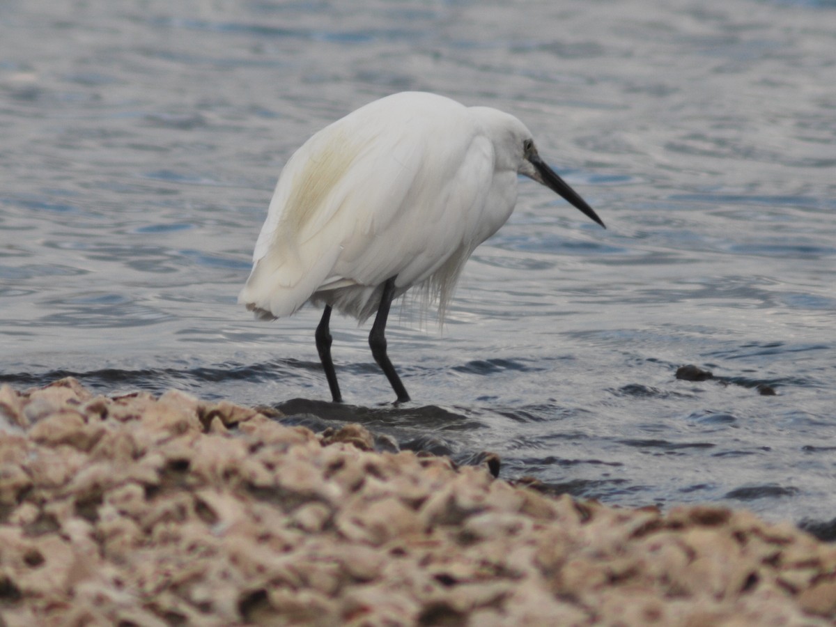 Little Egret - ML644149955