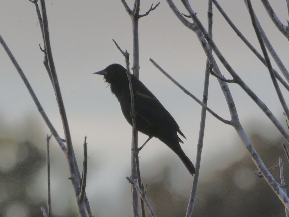 Red-winged Blackbird - ML644149958