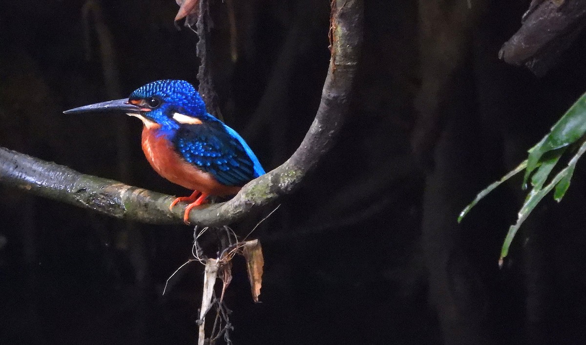 Blue-eared Kingfisher - ML644149961