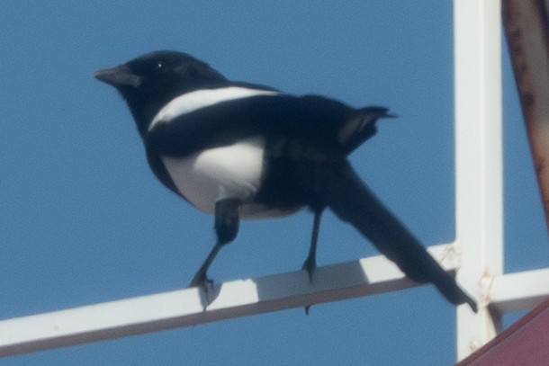 Oriental Magpie - ML644149985