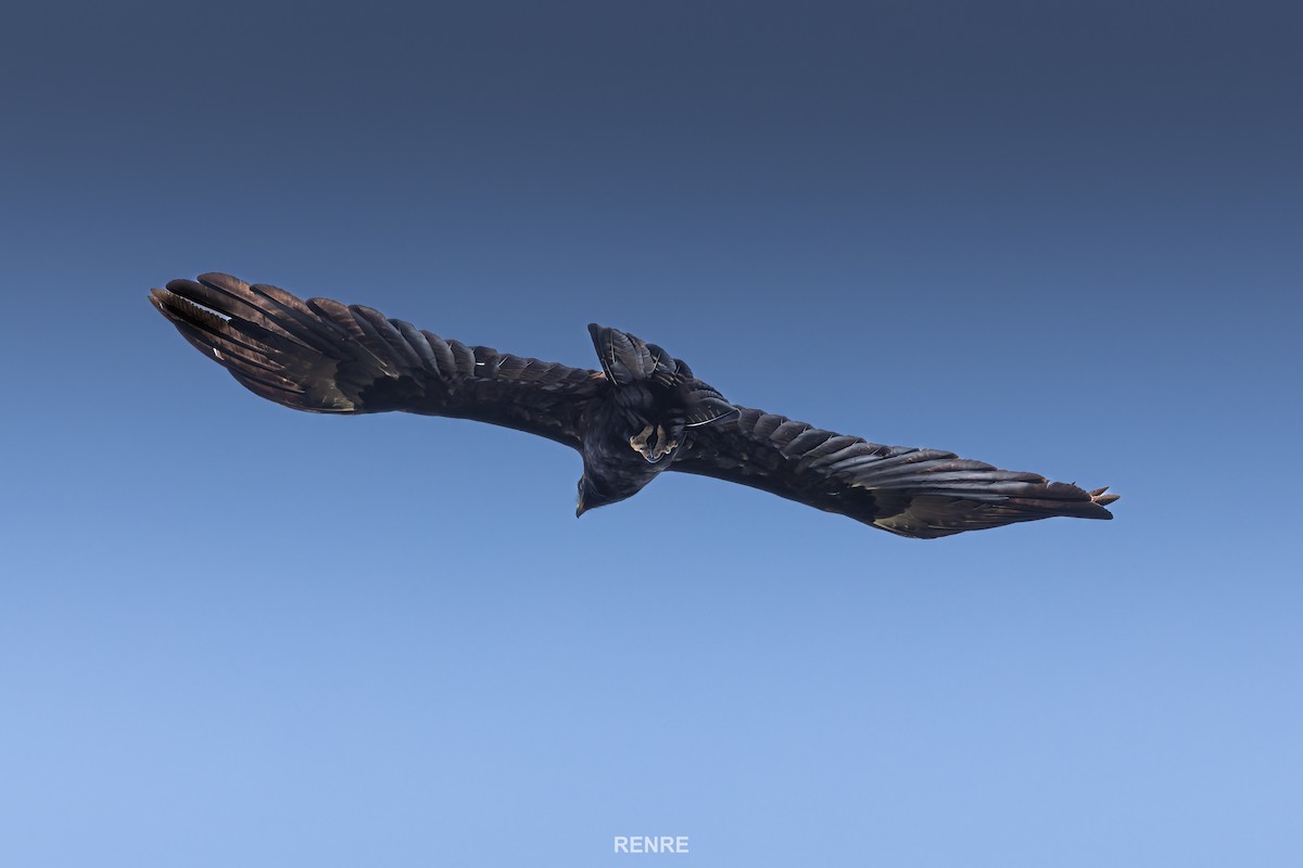 Black Eagle - ML644149988