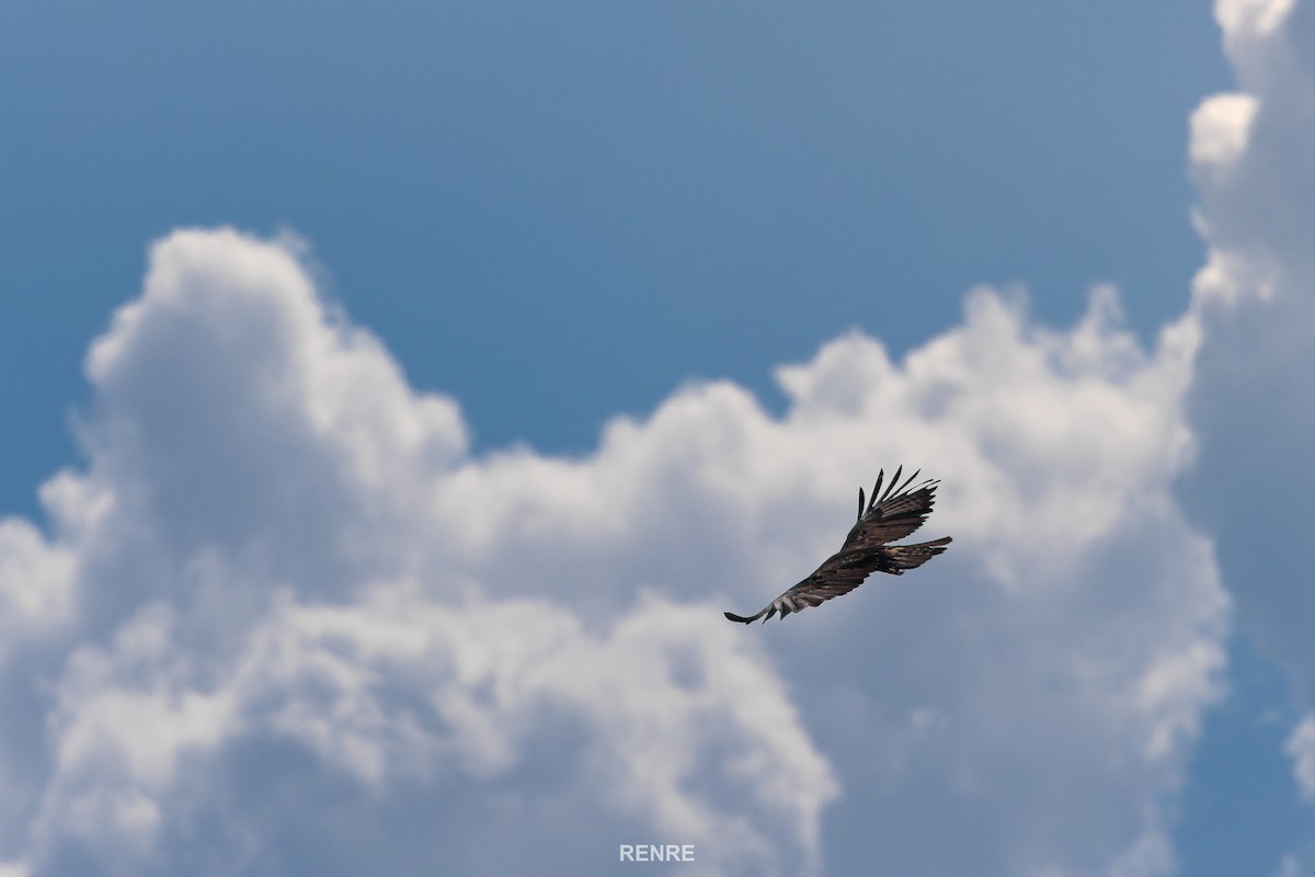 Black Eagle - ML644149989