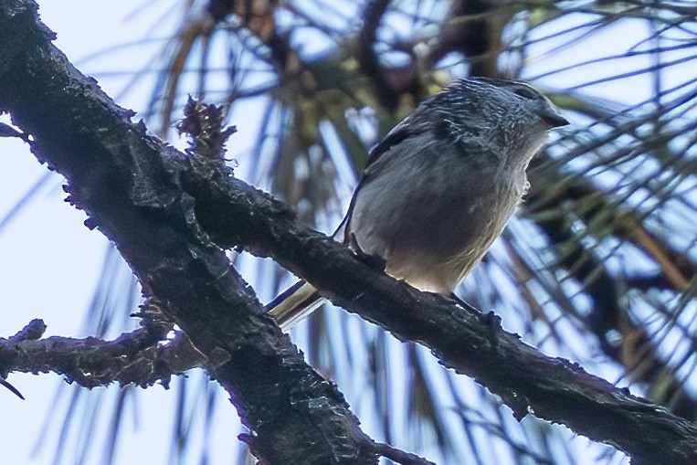 Long-tailed Tit - ML644149990