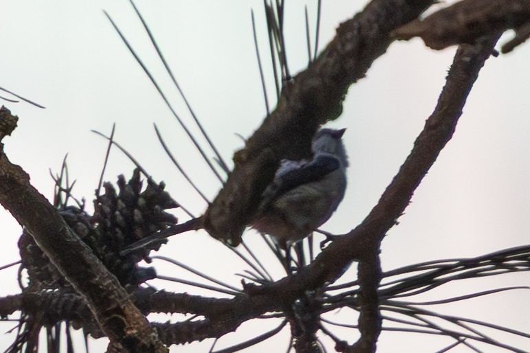 Long-tailed Tit - ML644149996