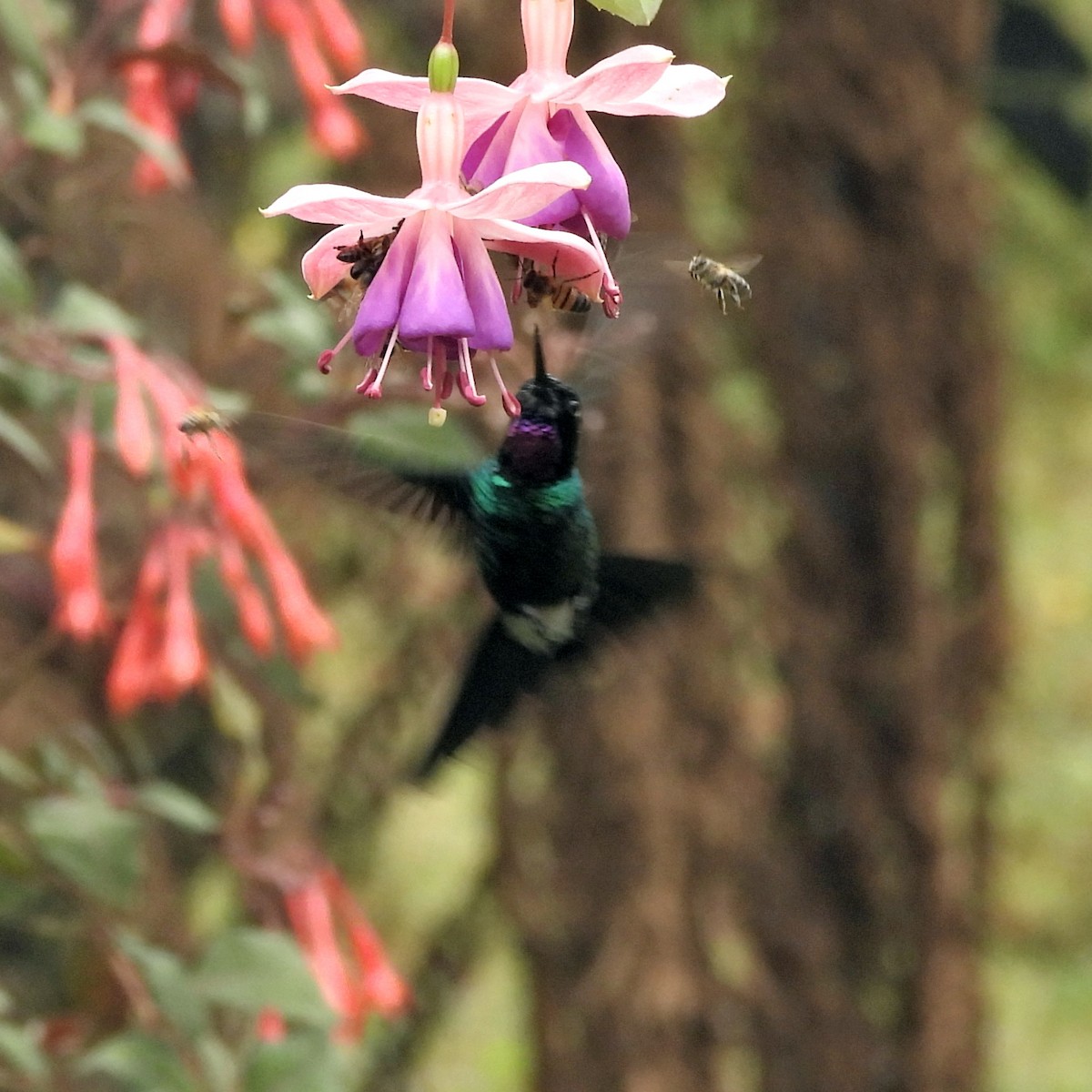 Tourmaline Sunangel - ML644149999