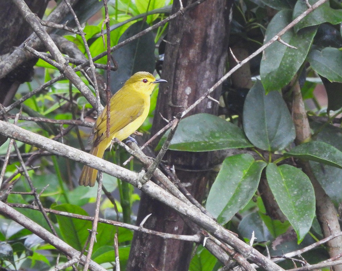 Yellow-browed Bulbul - ML644150001