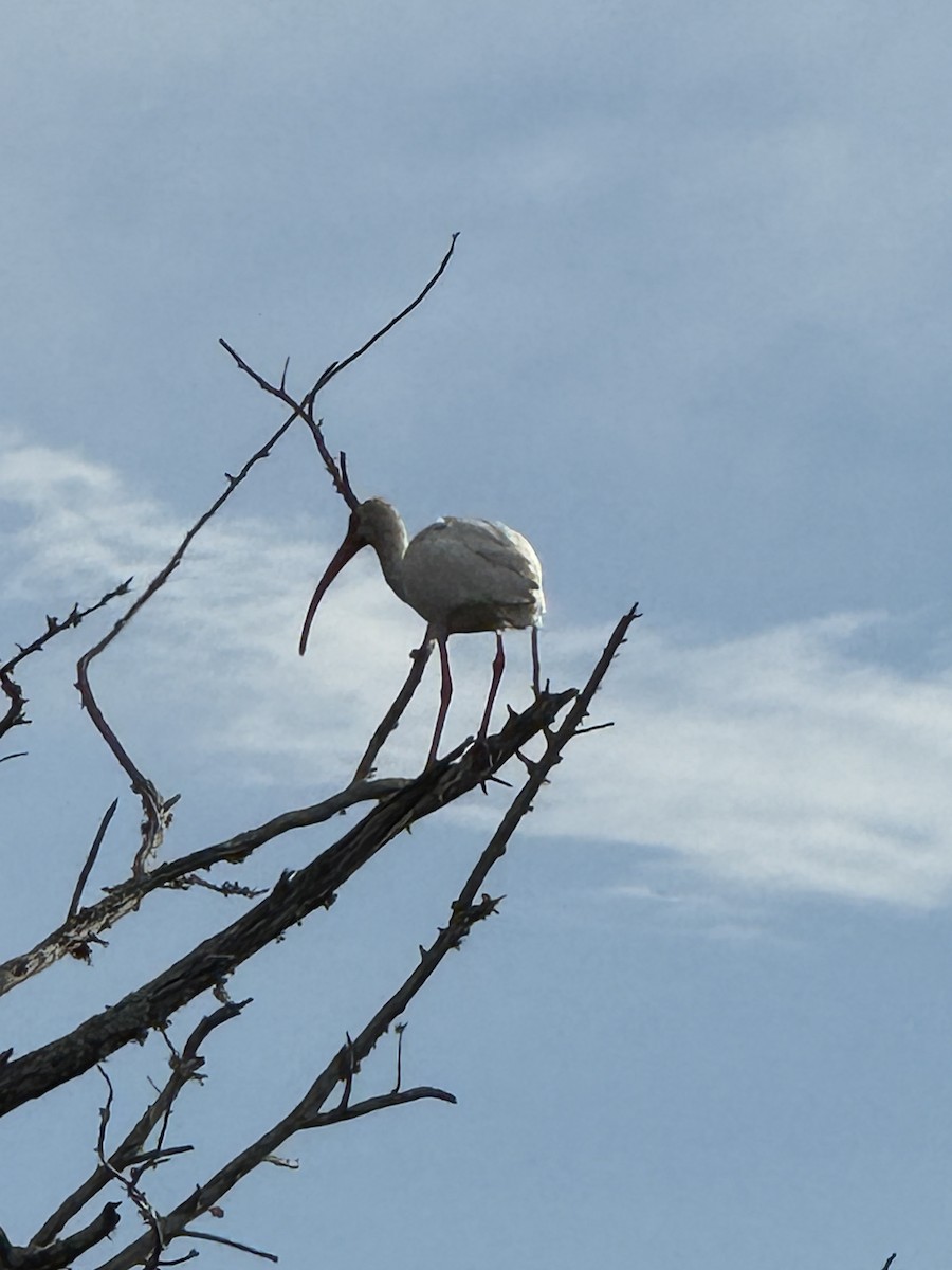 White Ibis - ML644150008