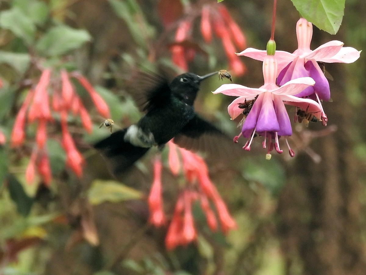 Tourmaline Sunangel - ML644150013