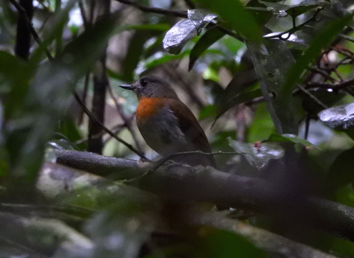 White-bellied Blue Flycatcher - ML644150014