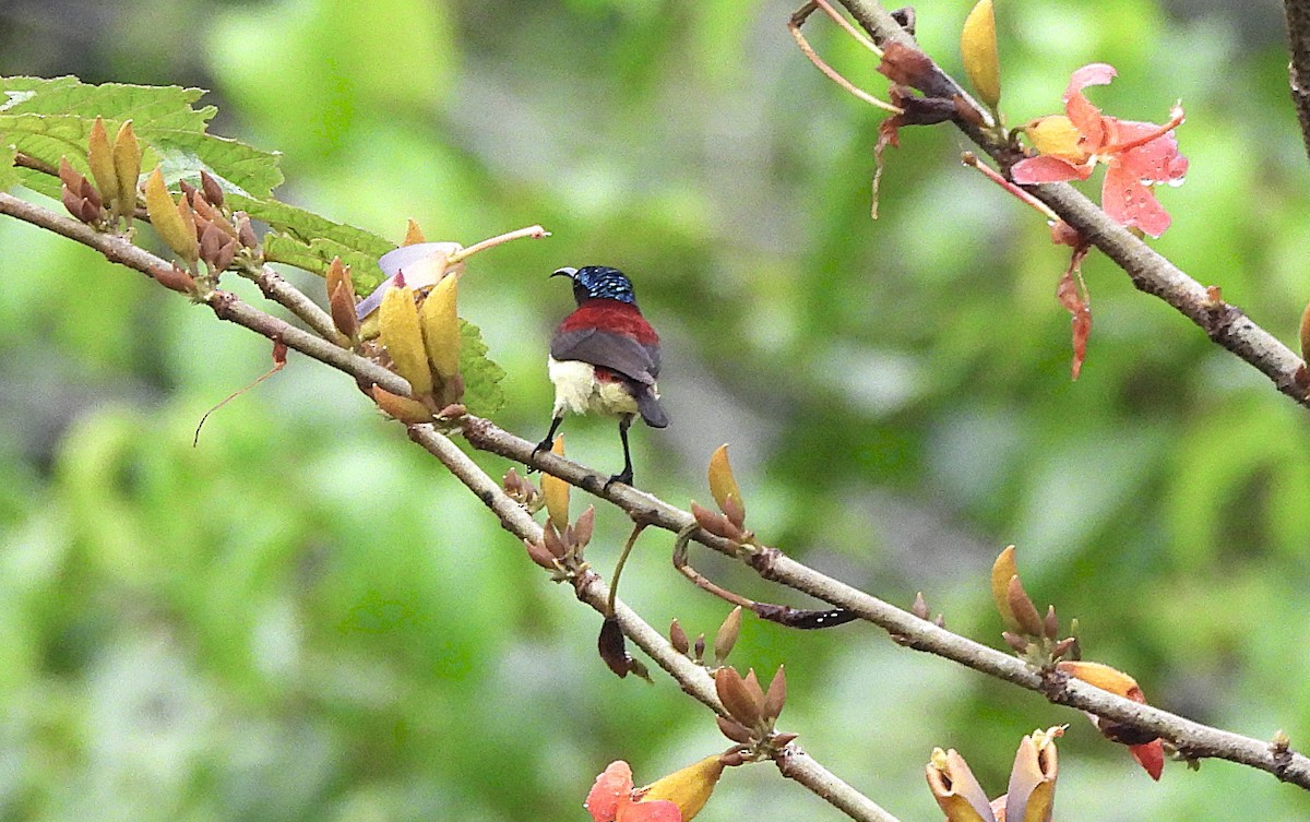 Crimson-backed Sunbird - ML644150026