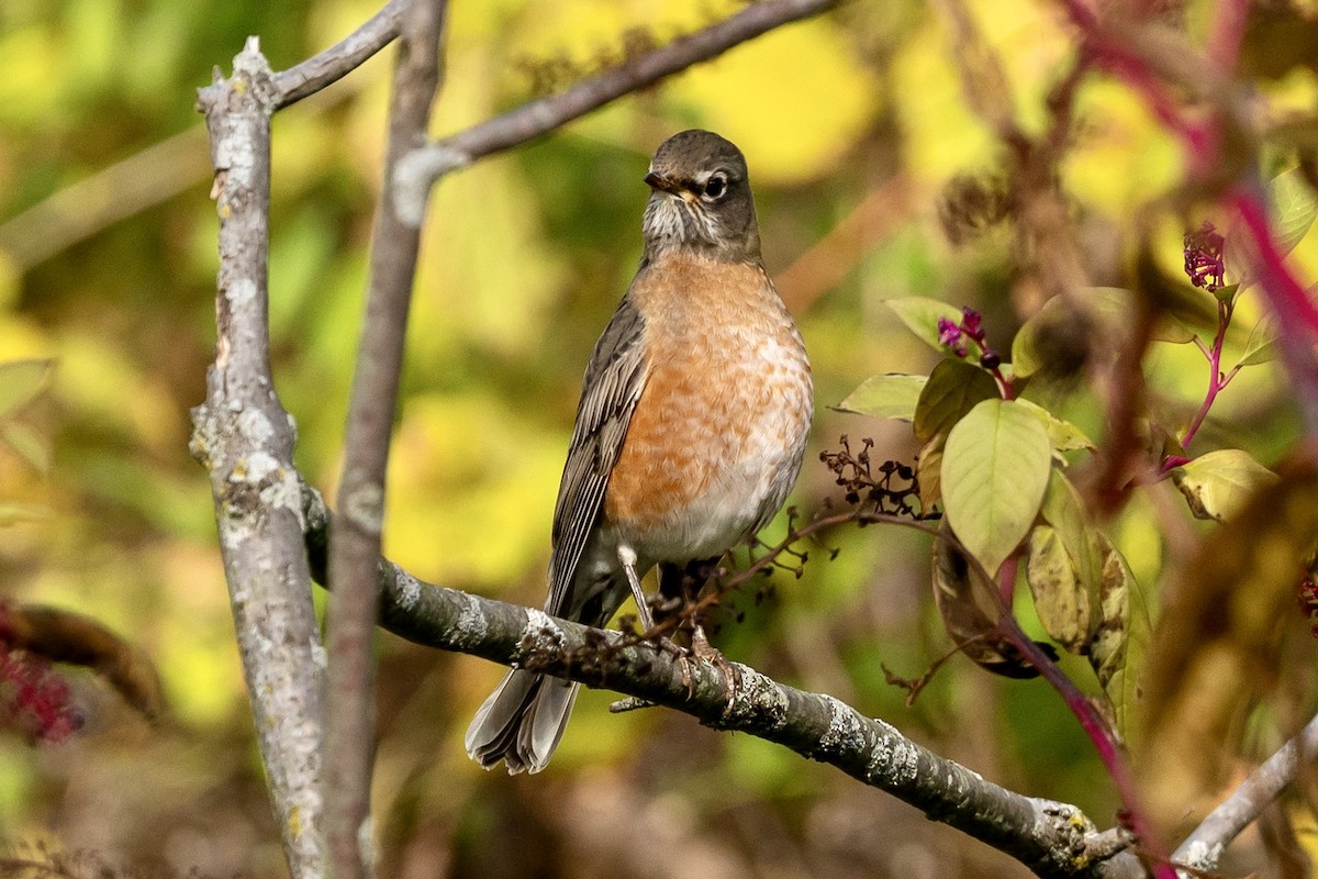 American Robin - ML644150047