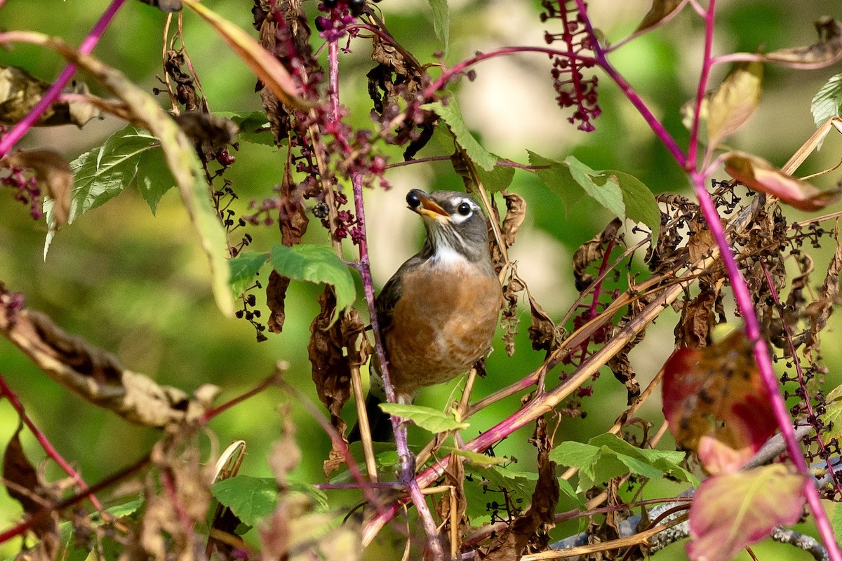 American Robin - ML644150048