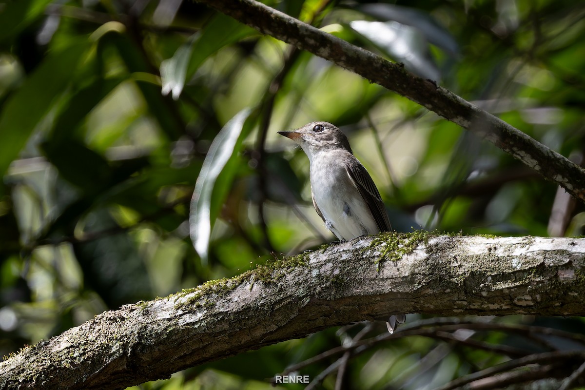 Asian Brown Flycatcher - ML644150050