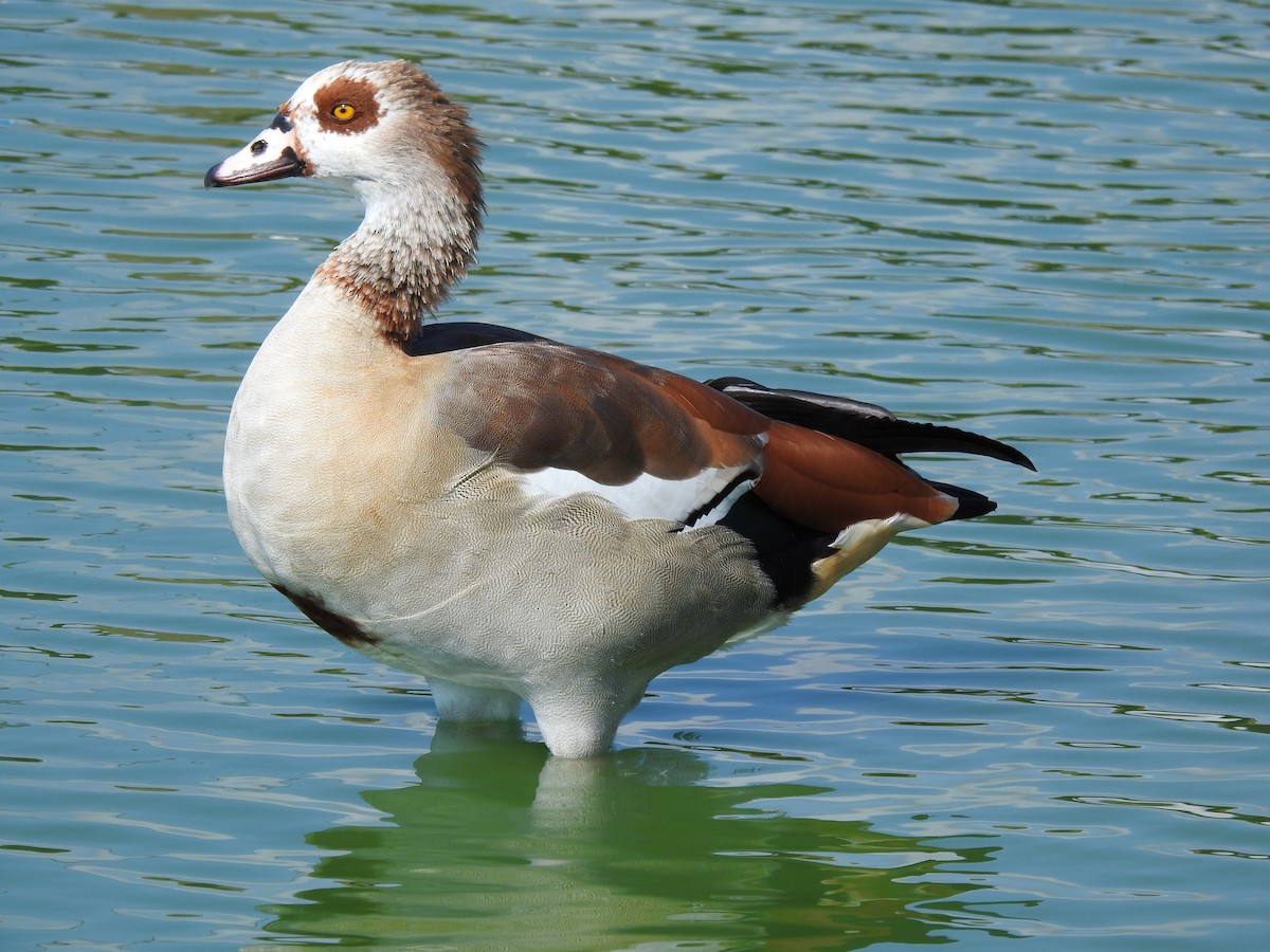 niland - ML644150055