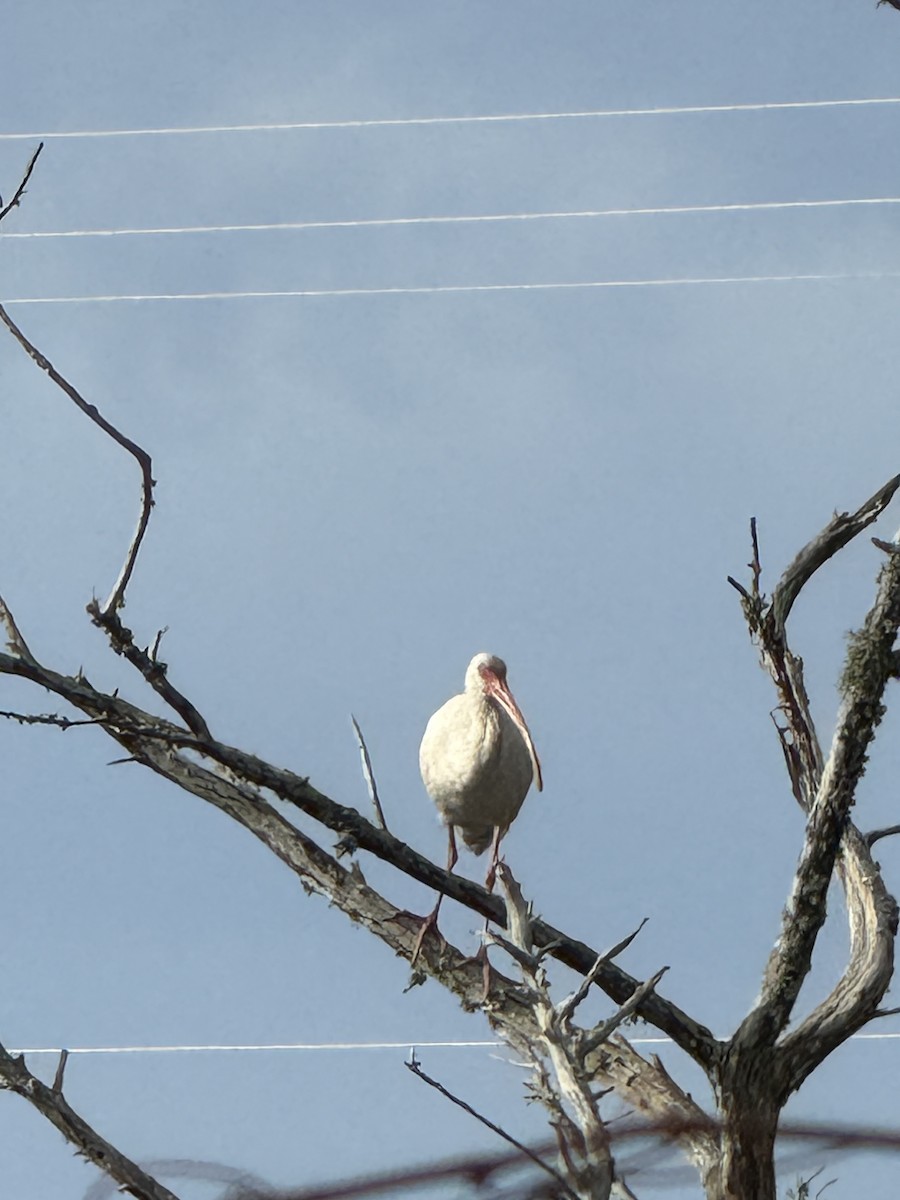 White Ibis - ML644150057