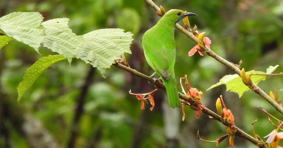Golden-fronted Leafbird - ML644150060