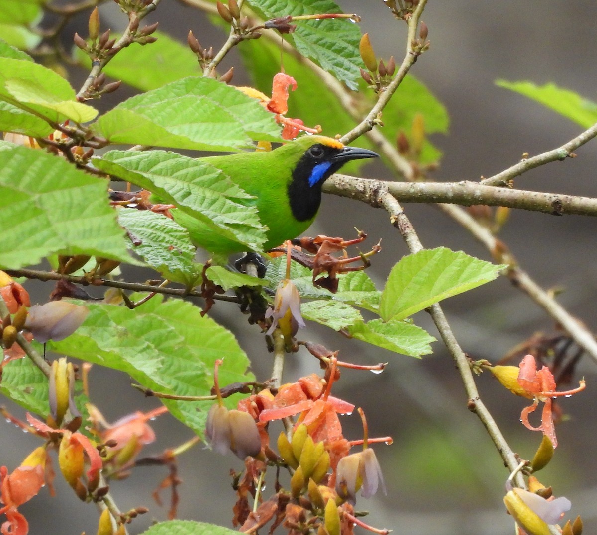 Golden-fronted Leafbird - ML644150061