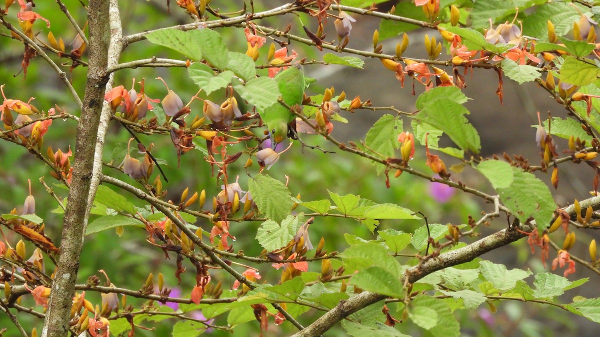 Golden-fronted Leafbird - ML644150062