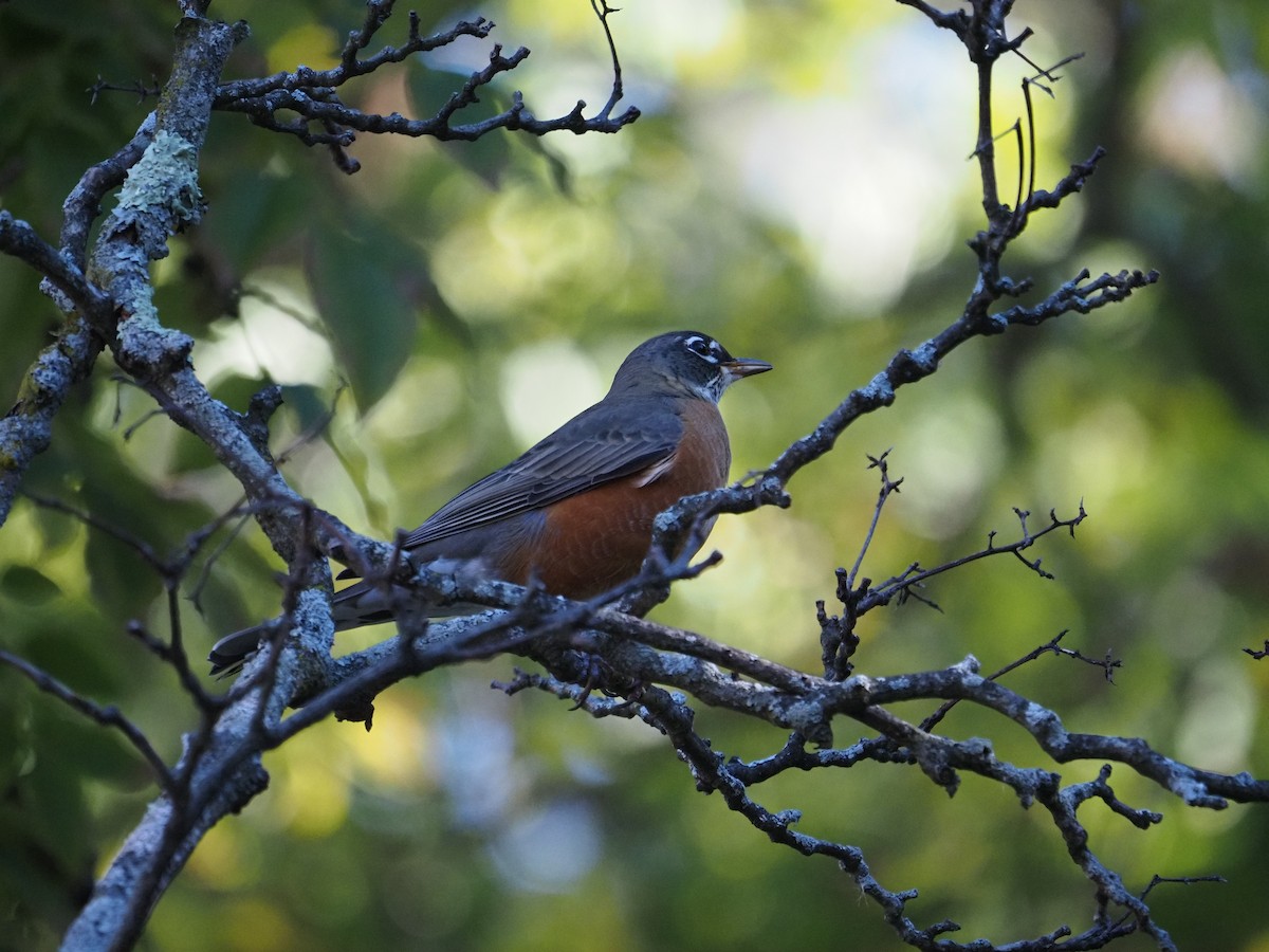 Göçmen Ardıç - ML644150078