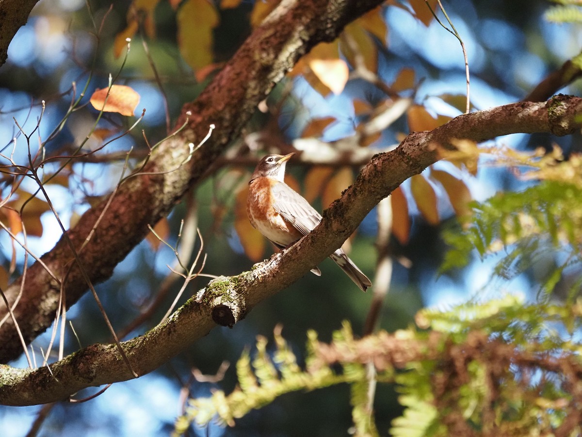 Göçmen Ardıç - ML644150079