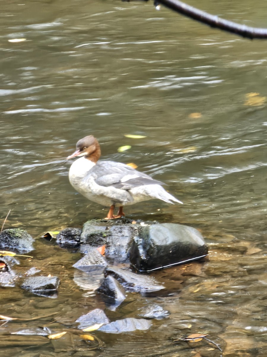 Common Merganser - ML644150081