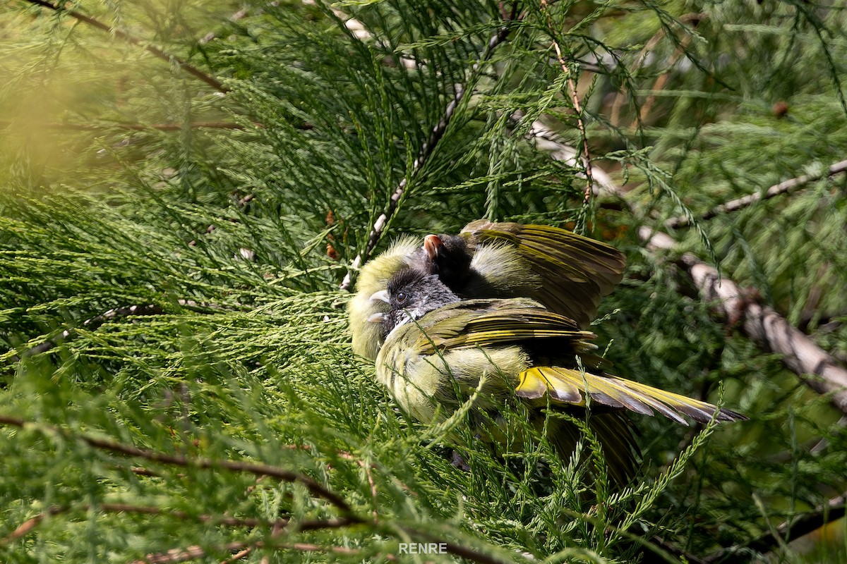 Bulbul à semi-collier - ML644150082