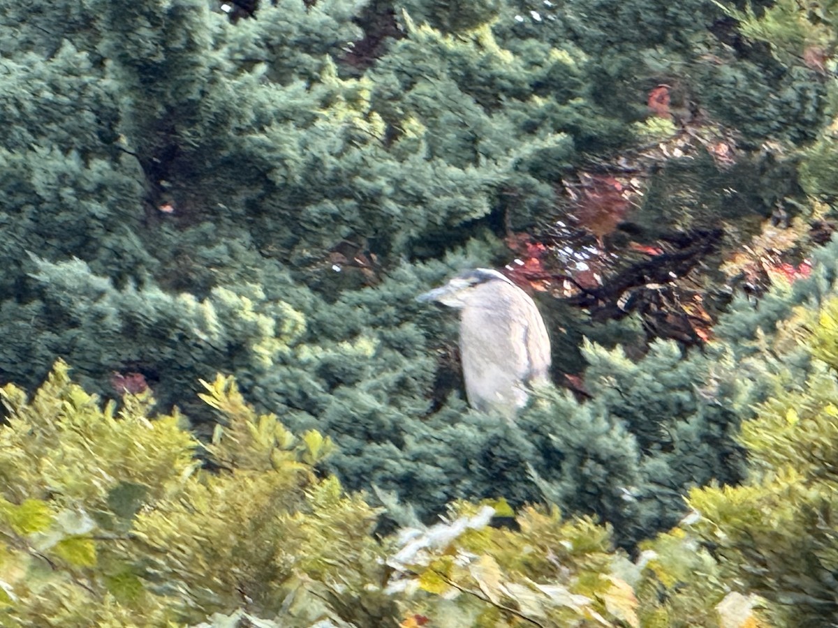 Black-crowned Night Heron - ML644150085
