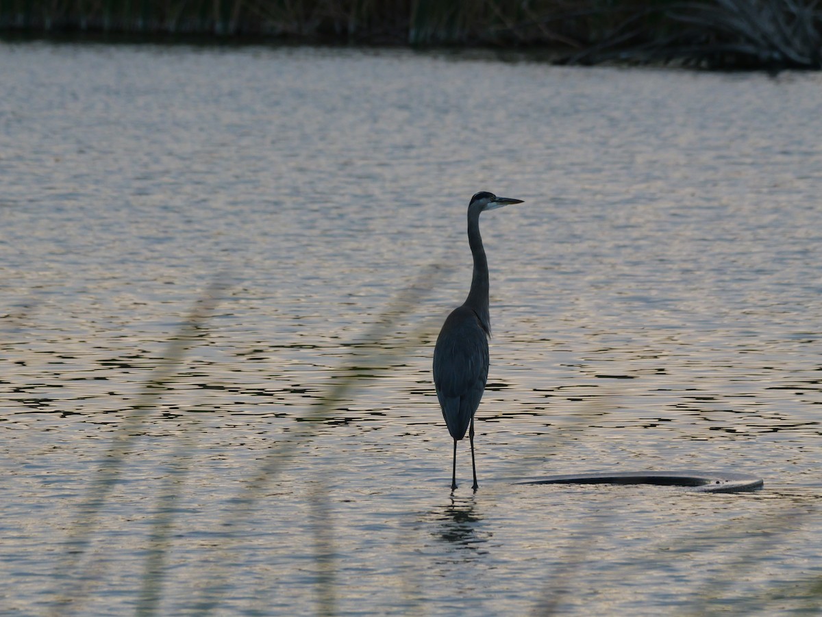 Great Blue Heron (Great Blue) - ML644150086