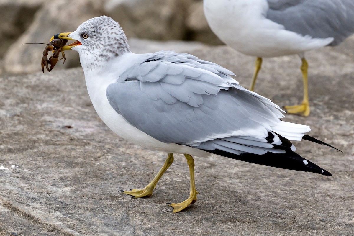 Ring-billed Gull - ML644150087