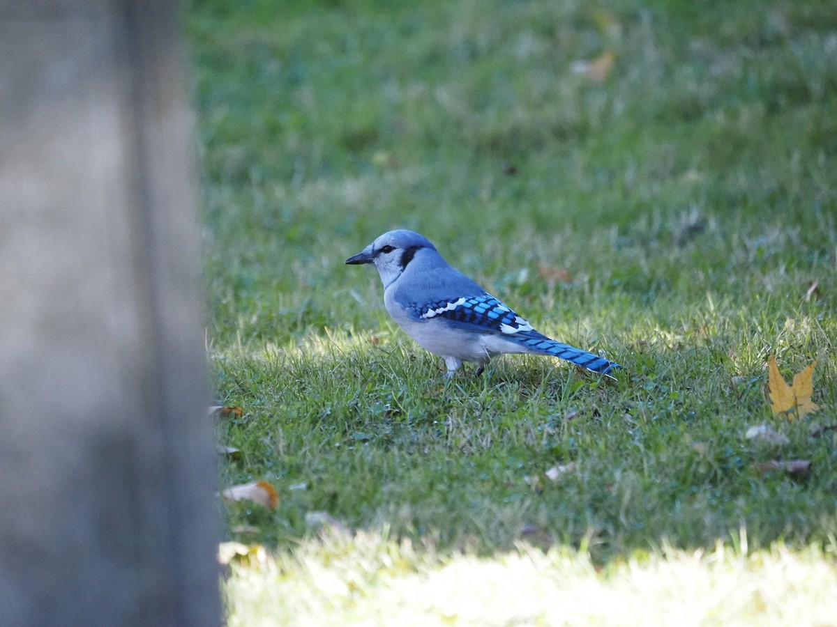 Mavi Karga - ML644150091