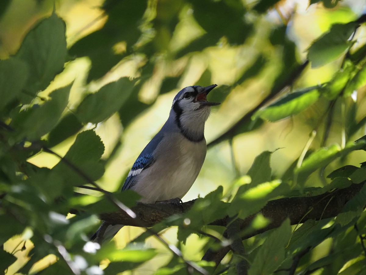 Mavi Karga - ML644150092