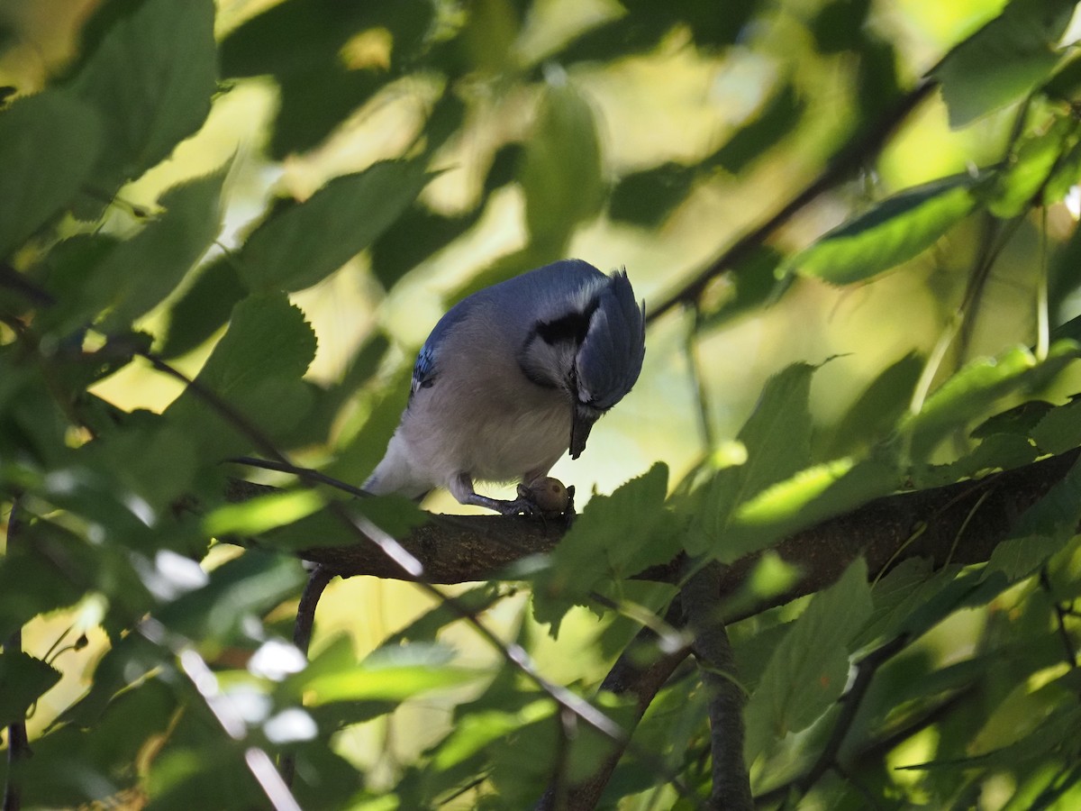 Mavi Karga - ML644150093