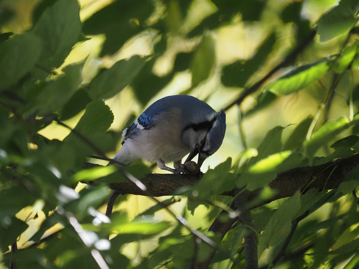 Mavi Karga - ML644150094