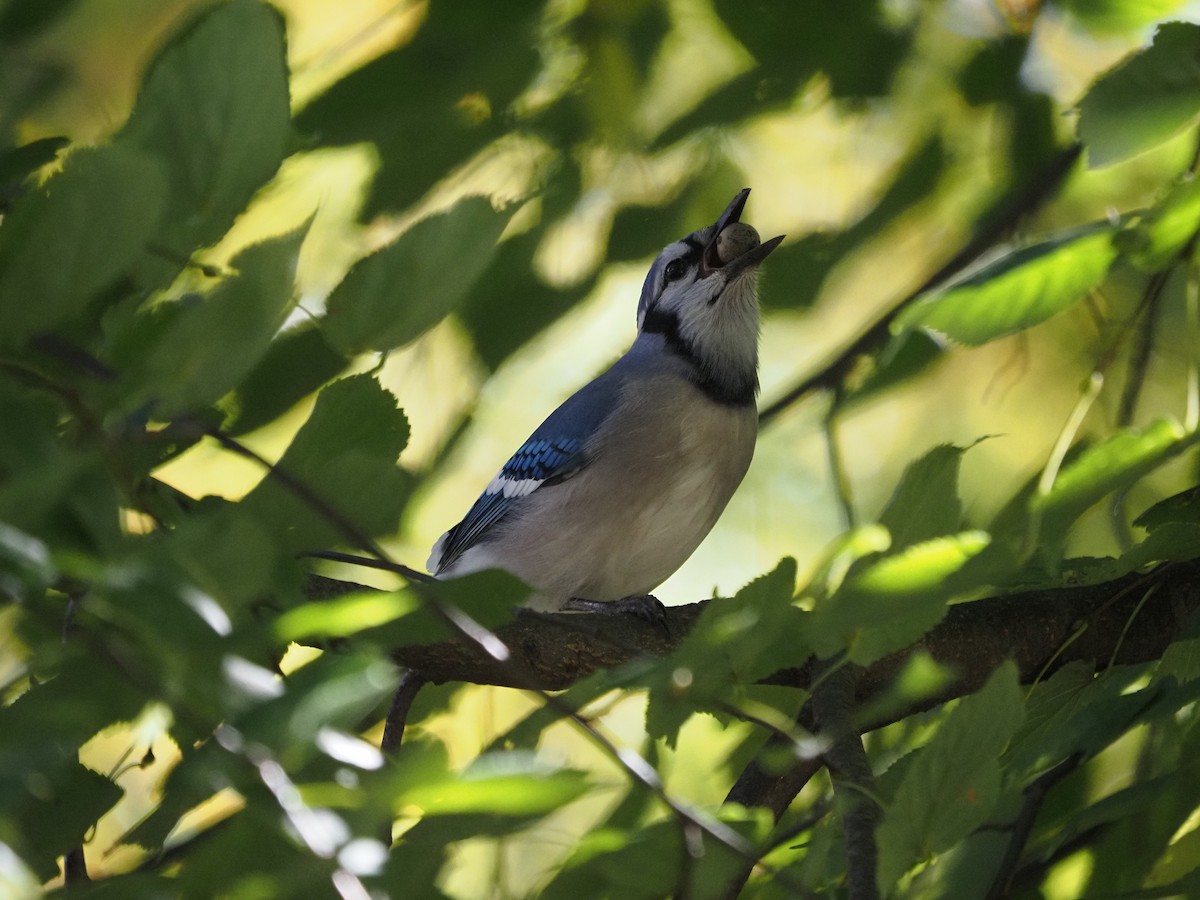 Mavi Karga - ML644150095